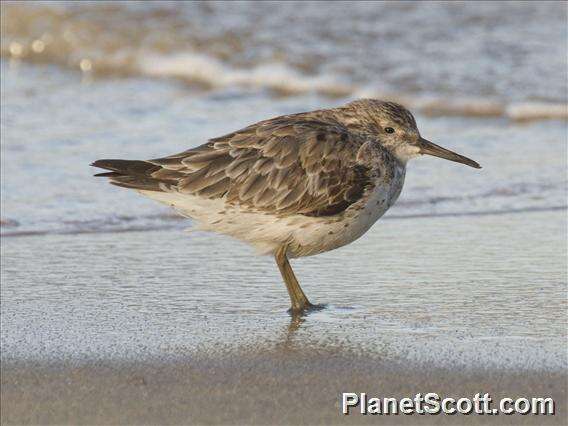 Image of Great Knot