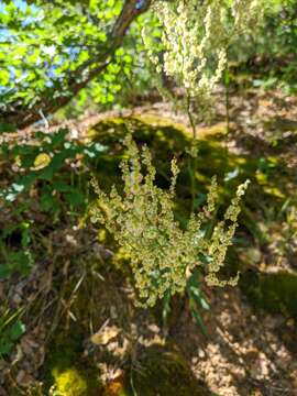 Image of Rumex turcomanicus (Rech. fil.) Czer.