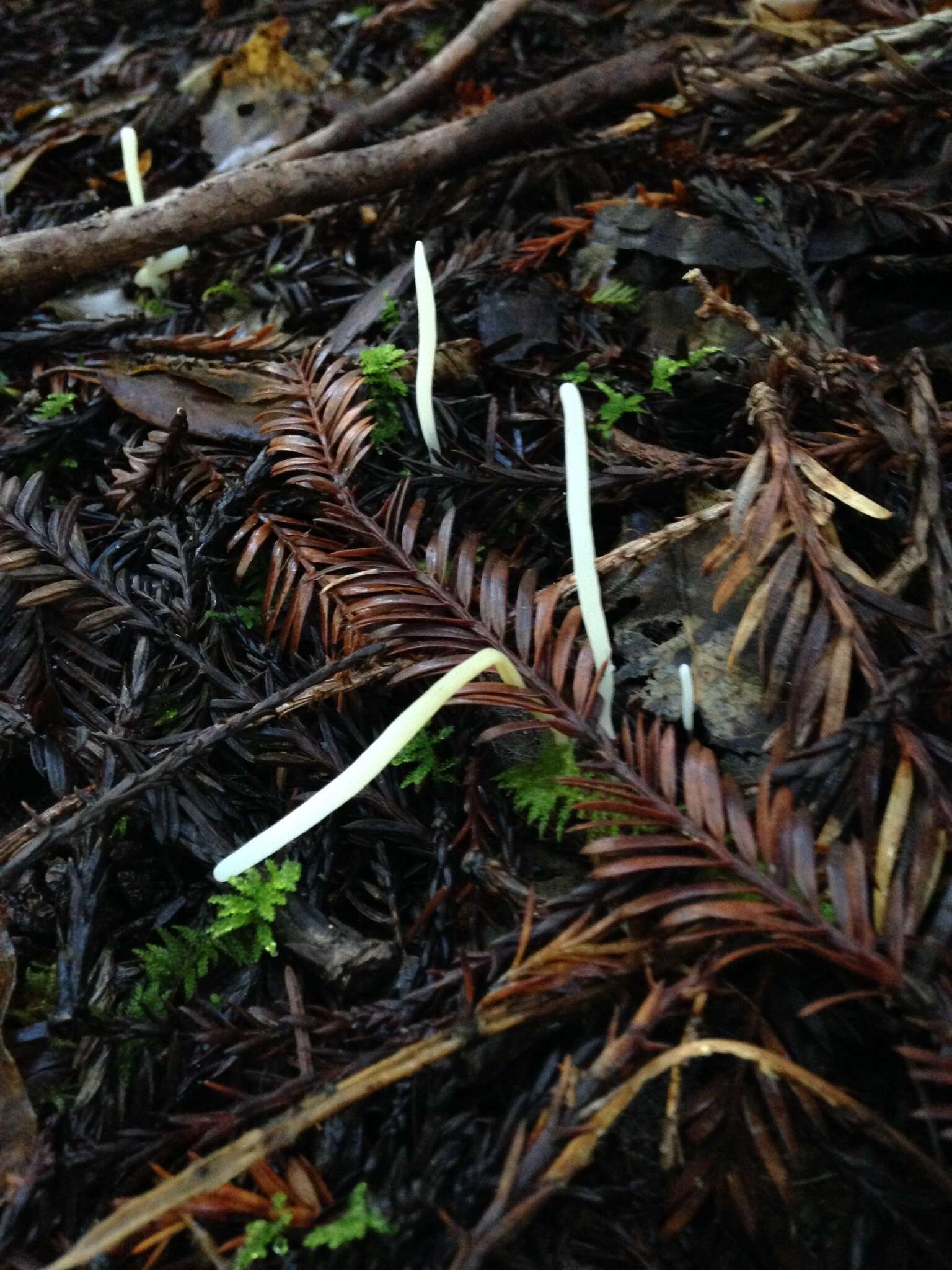 Clavaria falcata Pers. 1794 resmi