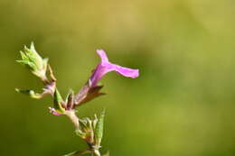 Imagem de Stachys bigelovii A. Gray