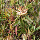 Image of Comarostaphylis discolor subsp. rupestris (Robertson & Seaton) Diggs