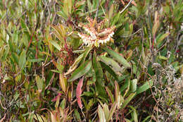 Image of Comarostaphylis discolor subsp. rupestris (Robertson & Seaton) Diggs