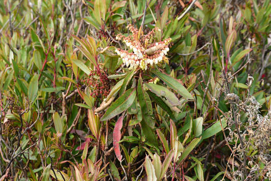 Слика од Comarostaphylis discolor subsp. rupestris (Robertson & Seaton) Diggs