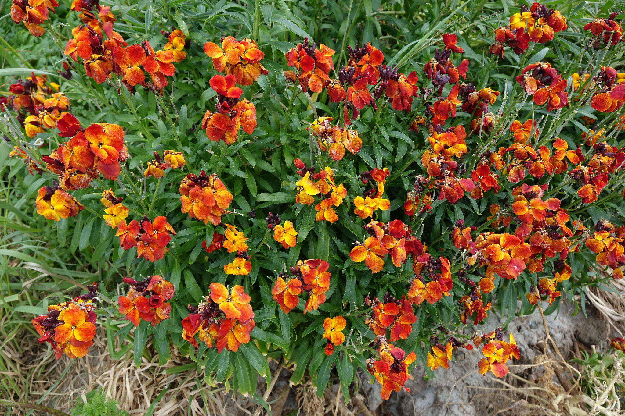 Image of Aegean wallflower