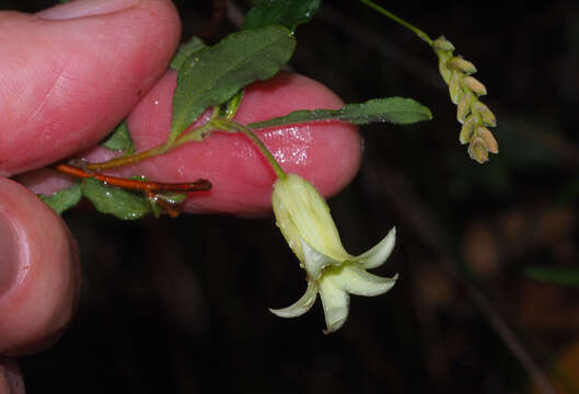 Image of Billardiera scandens Sm.