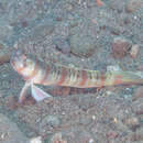 Image of Arcfin shrimpgoby