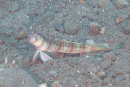 Image of Arcfin shrimpgoby