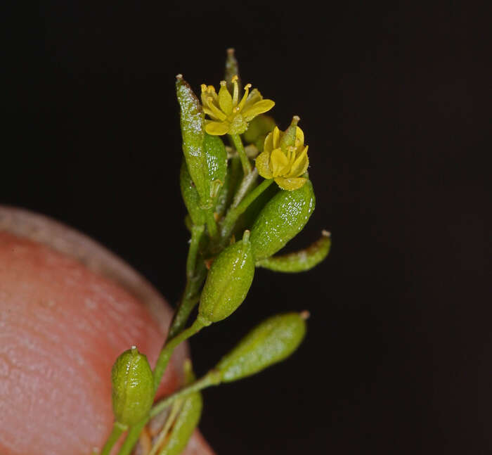 Image of California Tansy-mustard