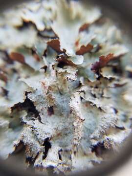 Image of Parmotrema neotropicum Kurok. ex Hale