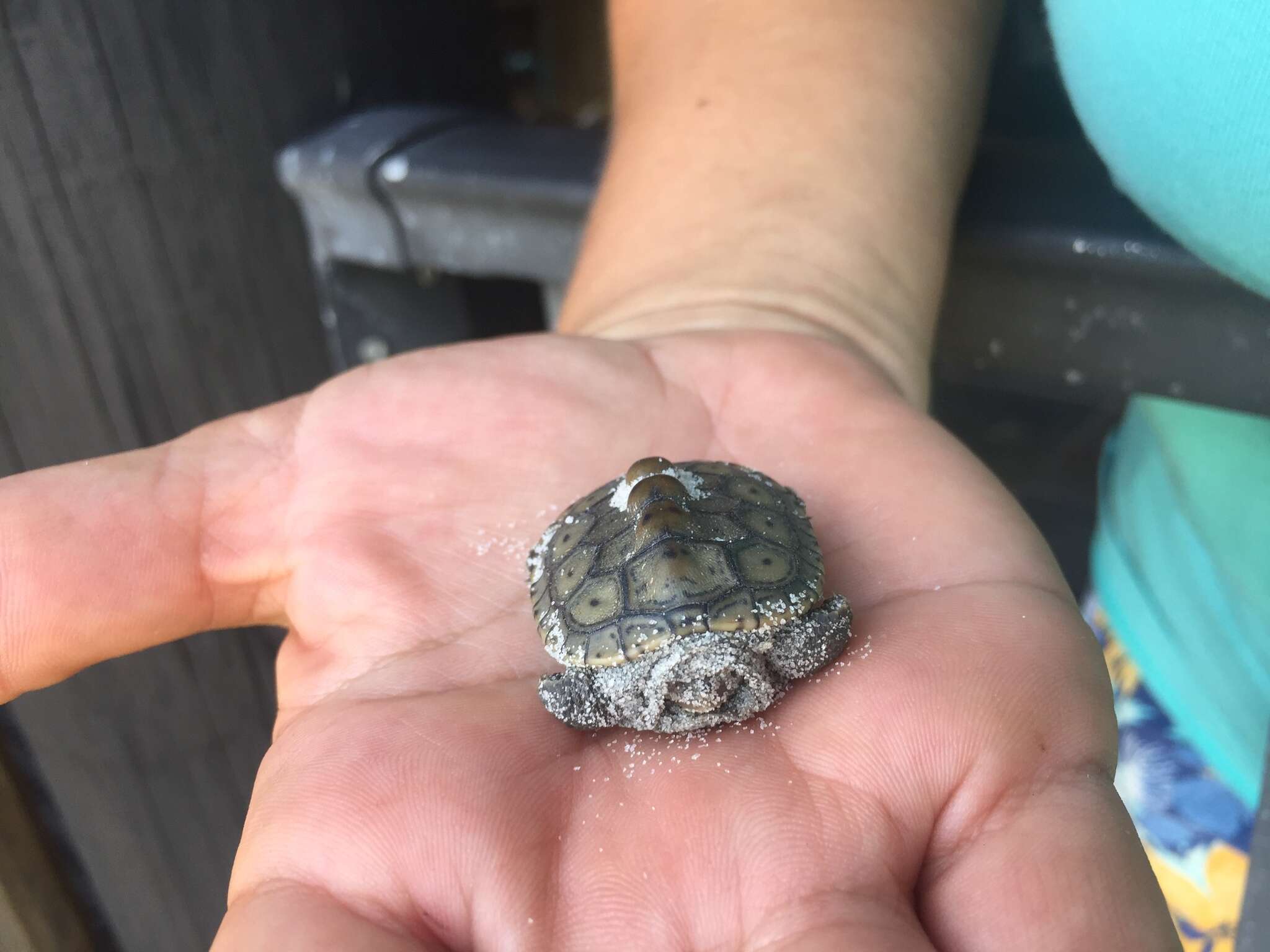 Image of Malaclemys terrapin macrospilota (Hay 1904)