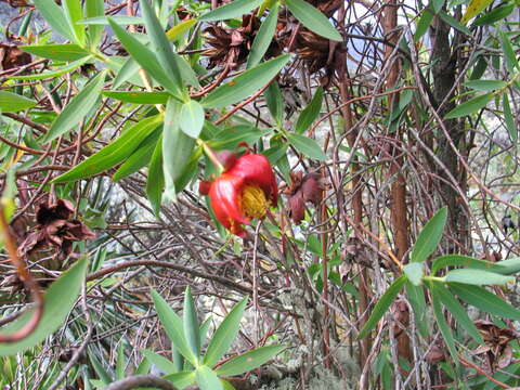 Image of Hypericum bequaertii De Wild.