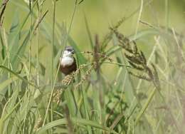 Image of Marsh Seedeater