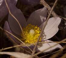 Image of Pulsatilla patens subsp. nuttalliana (DC.) Grey-Wilson