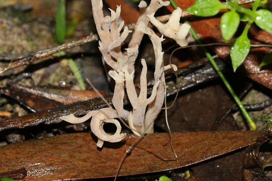 Image of Clavulina tasmanica (Berk. ex Cooke) Corner 1950