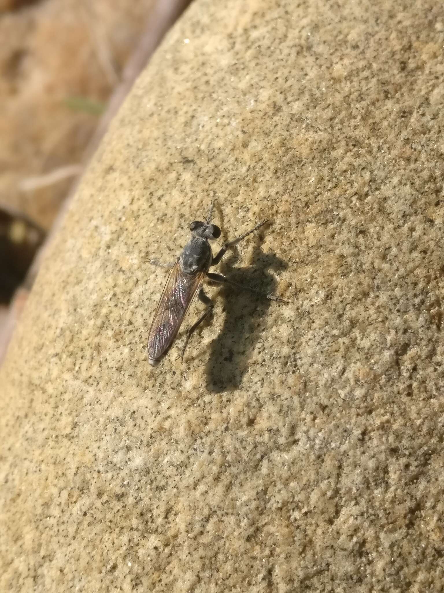 Image of Three-banded Robber Fly