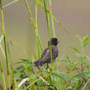 Image of Dubois's Seedeater