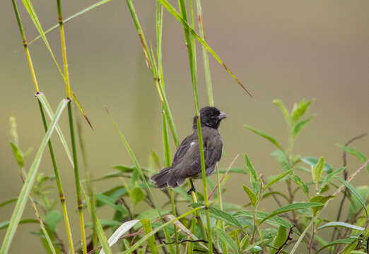 Image of Dubois's Seedeater