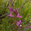 Слика од Indigofera langebergensis L. Bolus