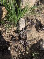 Image of Colorado ragwort