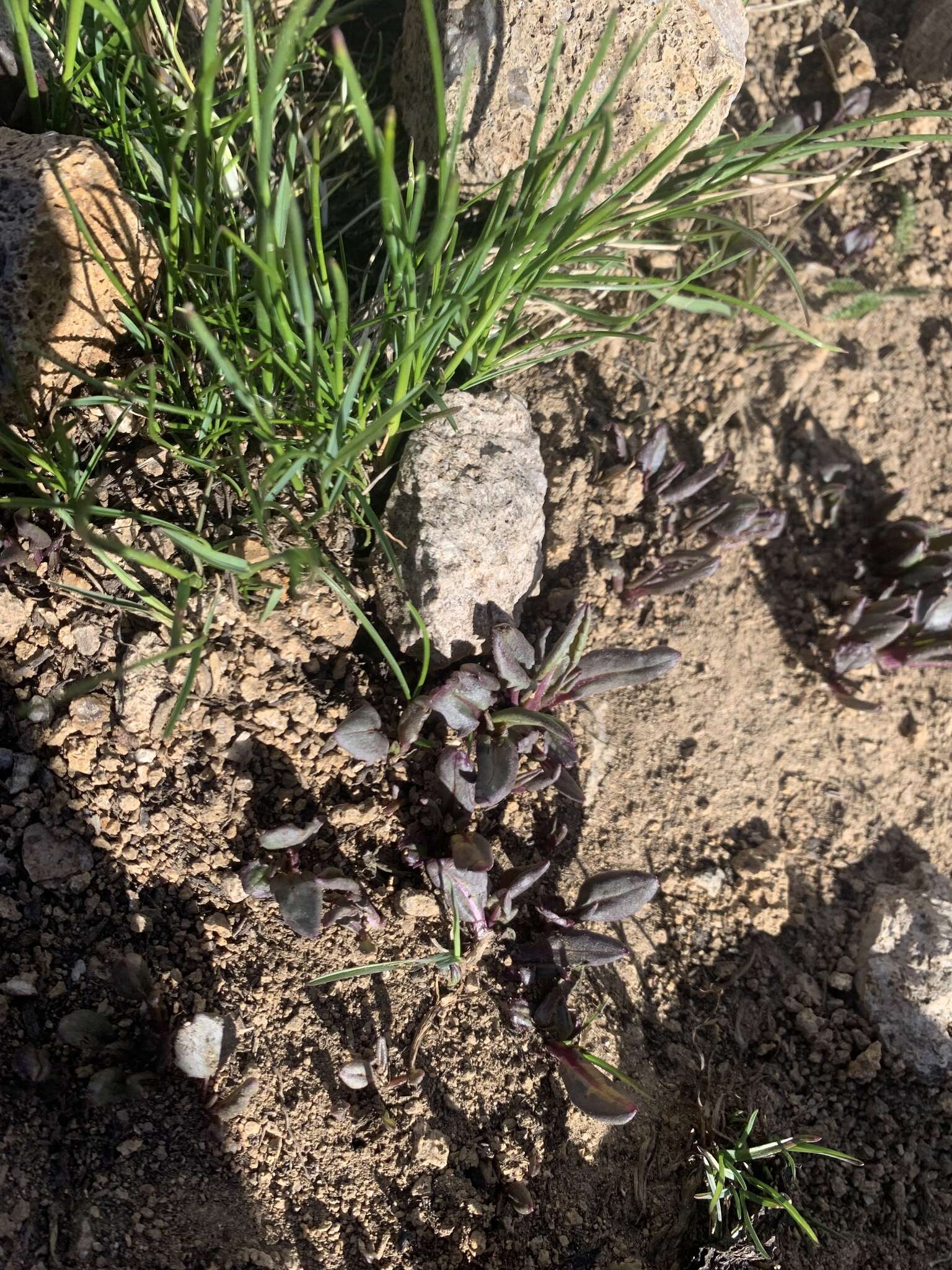 Image of Colorado ragwort