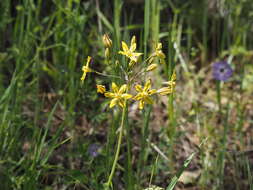 Image of Coast Range triteleia