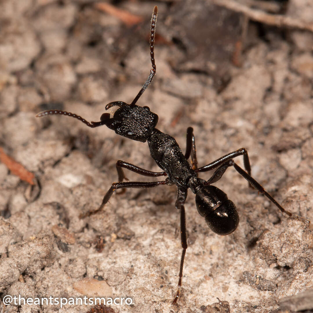 Image of Rhytidoponera nodifera (Emery 1895)