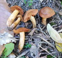 Image of Cortinarius orellanus Fr. 1838