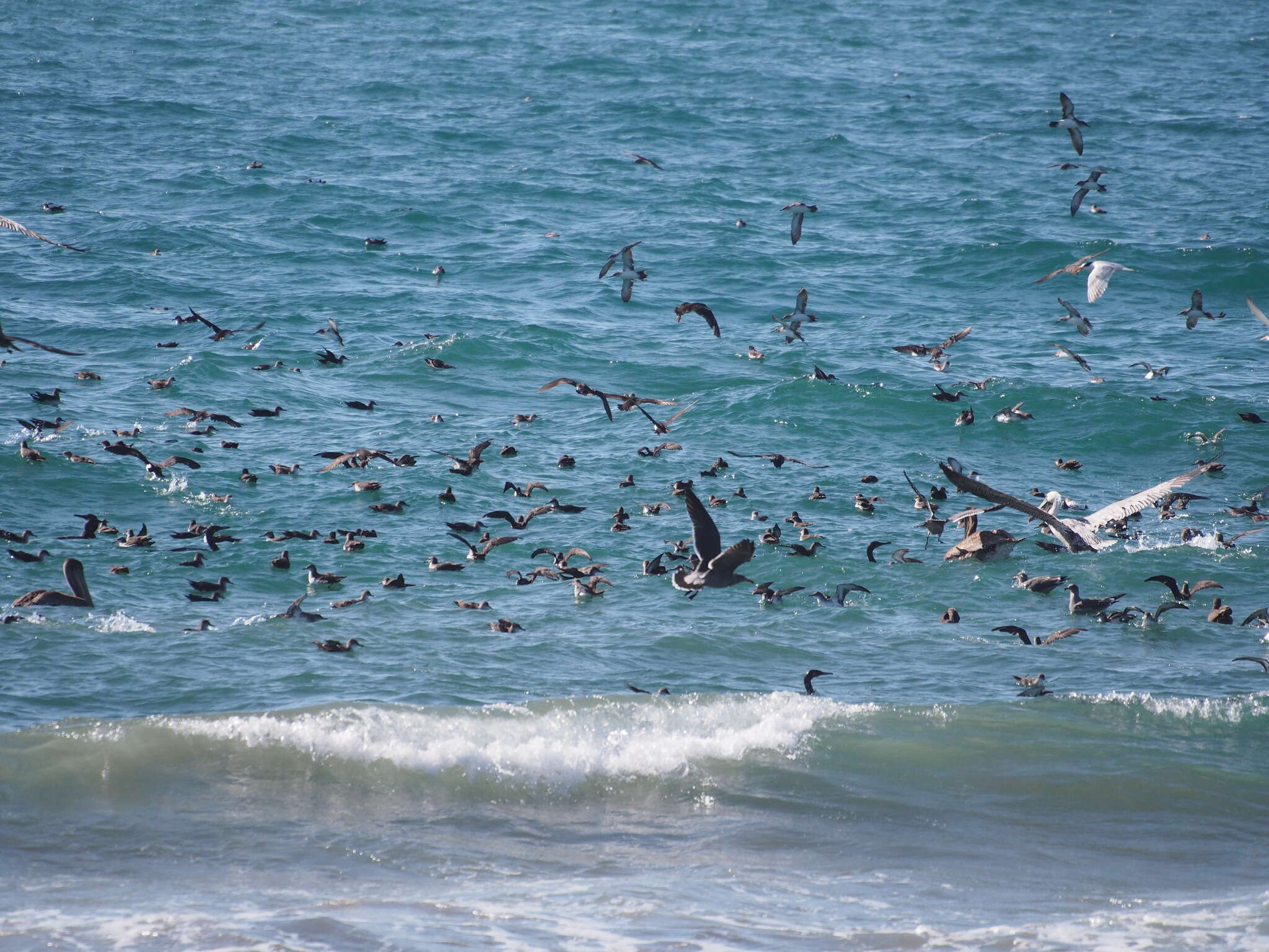 Image of Black-vented Shearwater