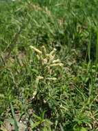 Image of pink campion