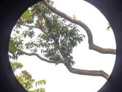 Image of Giant Flying Squirrels