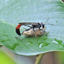 Image de Trypoxylon petiolatum F. Smith 1858