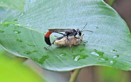 Imagem de Trypoxylon petiolatum F. Smith 1858