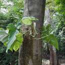 Image of Philodendron jacquinii Schott