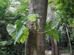 Philodendron jacquinii Schott的圖片