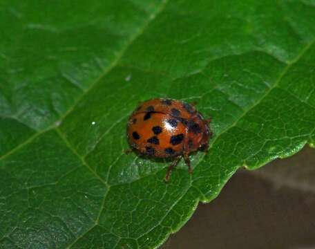 Image of Subcoccinella