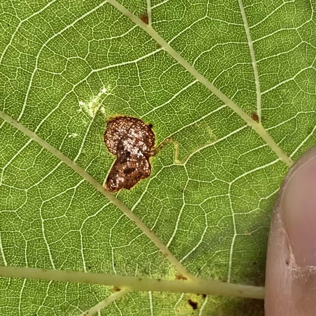 Image of Stigmella argentifasciella (Braun 1912) Newton et al. 1982