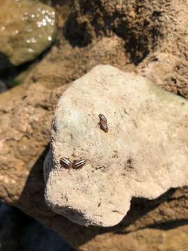 Image of Disonycha leptolineata Blatchley 1917