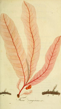 Image of <i>Delesseria sanguinea</i>