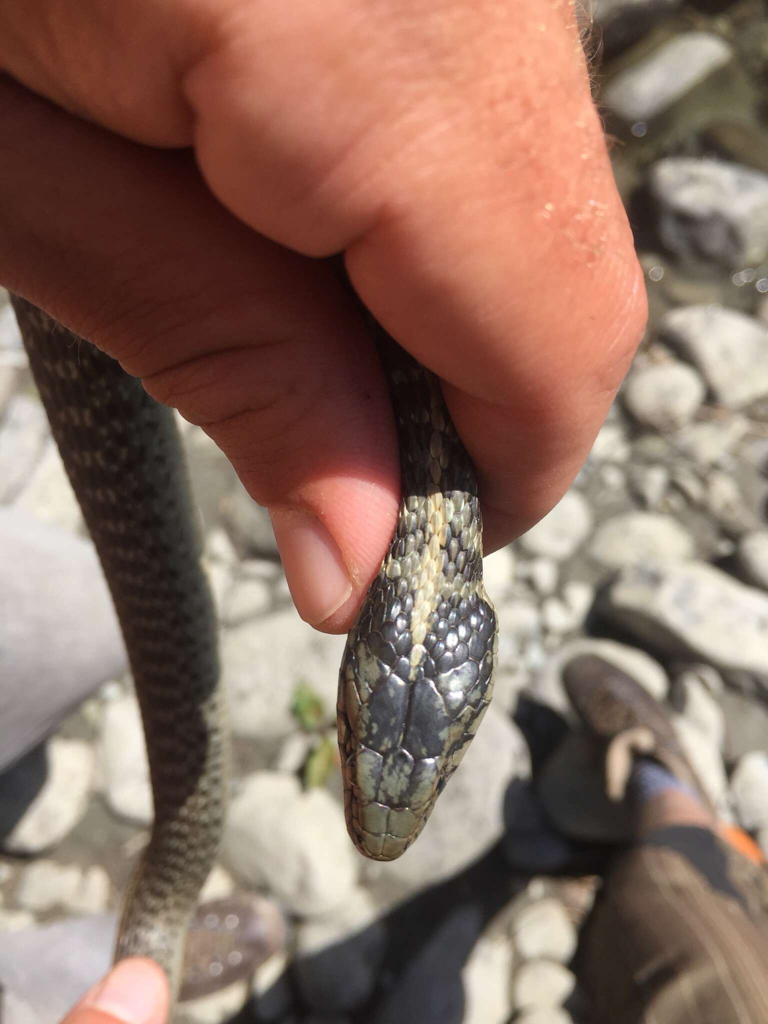 Image of Thamnophis atratus hydrophilus Fitch 1936