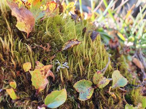 Image of Dense Fork-moss