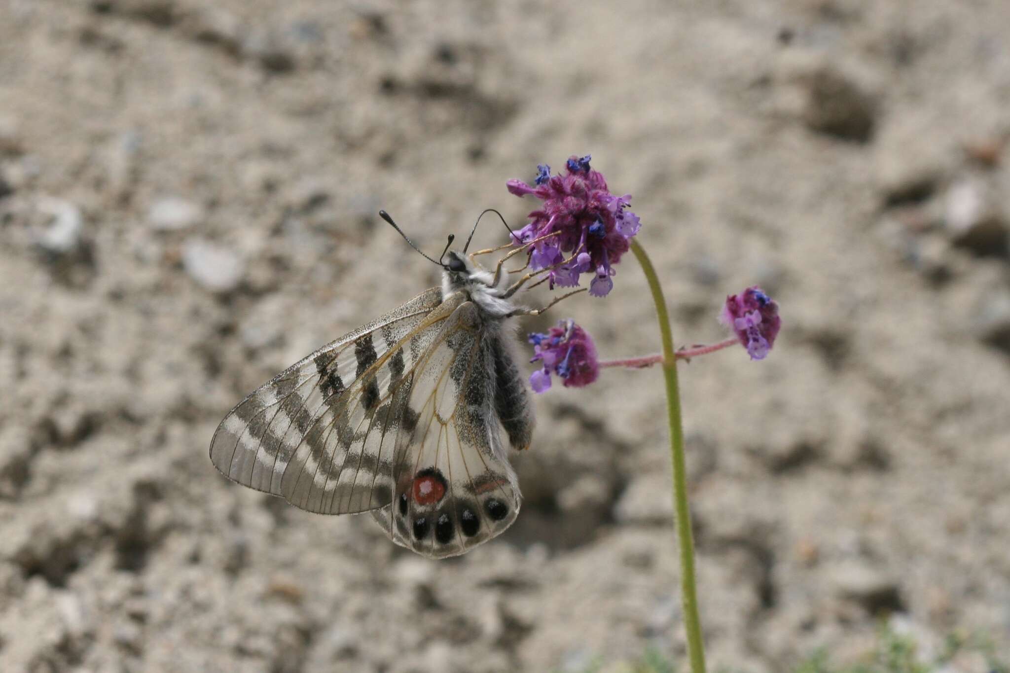 Image de Parnassius charltonius Gray (1853)