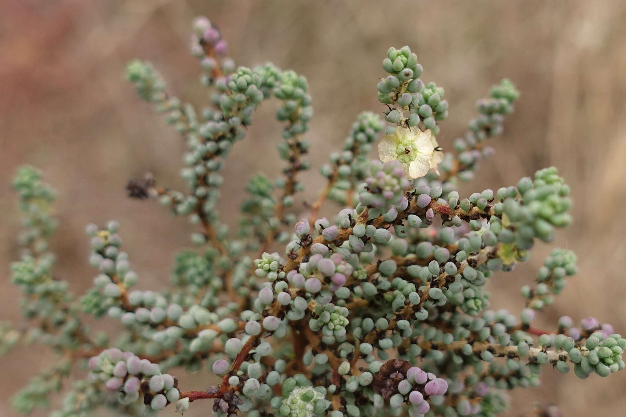 Слика од Maireana brevifolia (R. Br.) P. G. Wilson