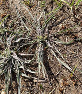 Image of prairie false dandelion