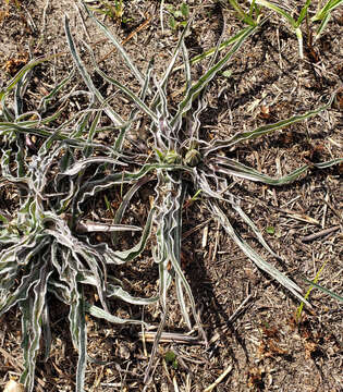 Image of prairie false dandelion