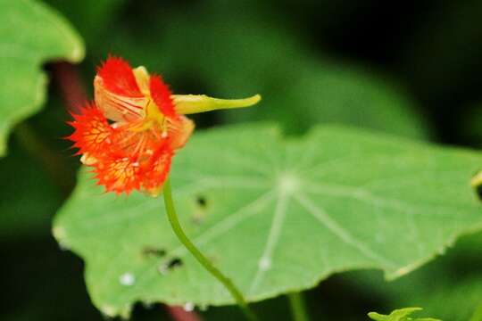 Image of Tropaeolum harlingii Sparre