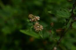 Image of Gaya minutiflora Rose