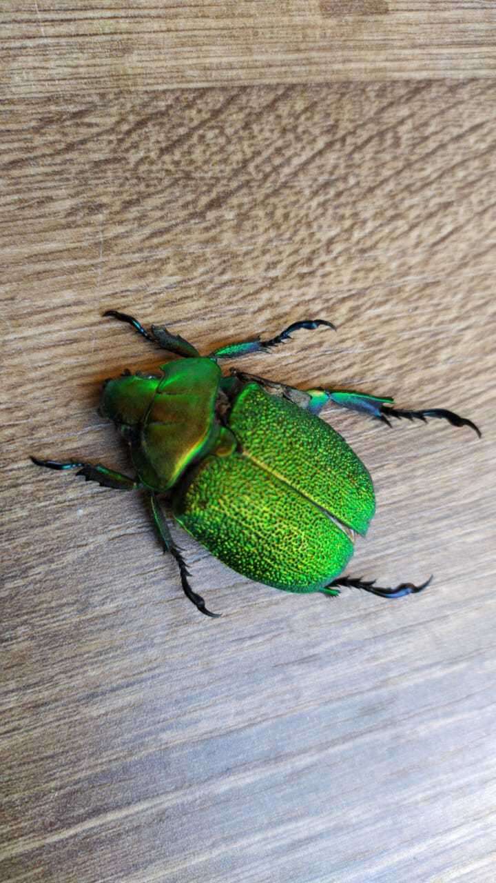 Imagem de Chrysophora chrysochlora (Latreille 1812)