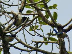 Image of Violet-tailed Sunbird