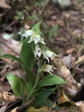 Imagem de Goodyera robusta Hook. fil.