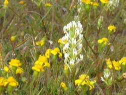 Sivun Hebenstretia parviflora E. Mey. kuva